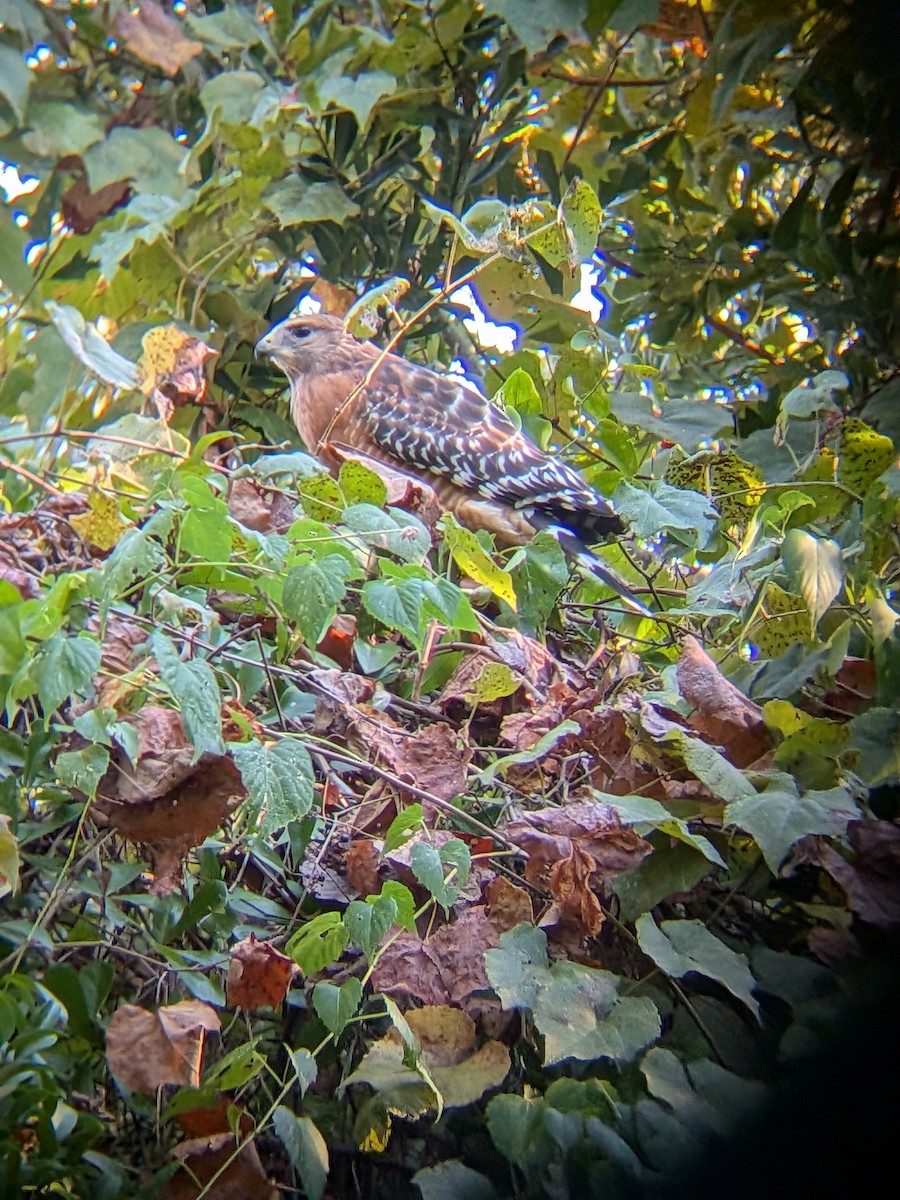 Red-shouldered Hawk - ML642588271