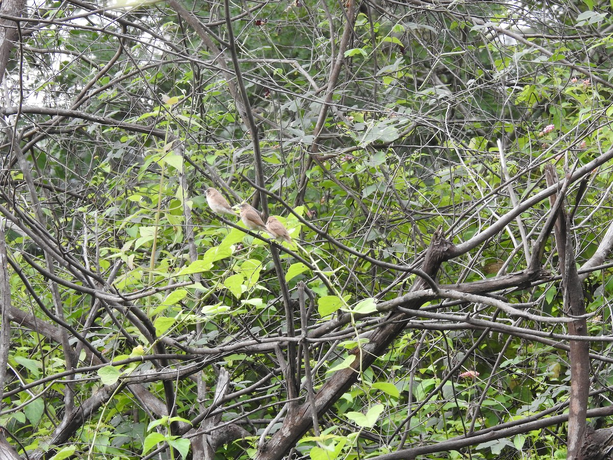 Scaly-breasted Munia - ML642588306