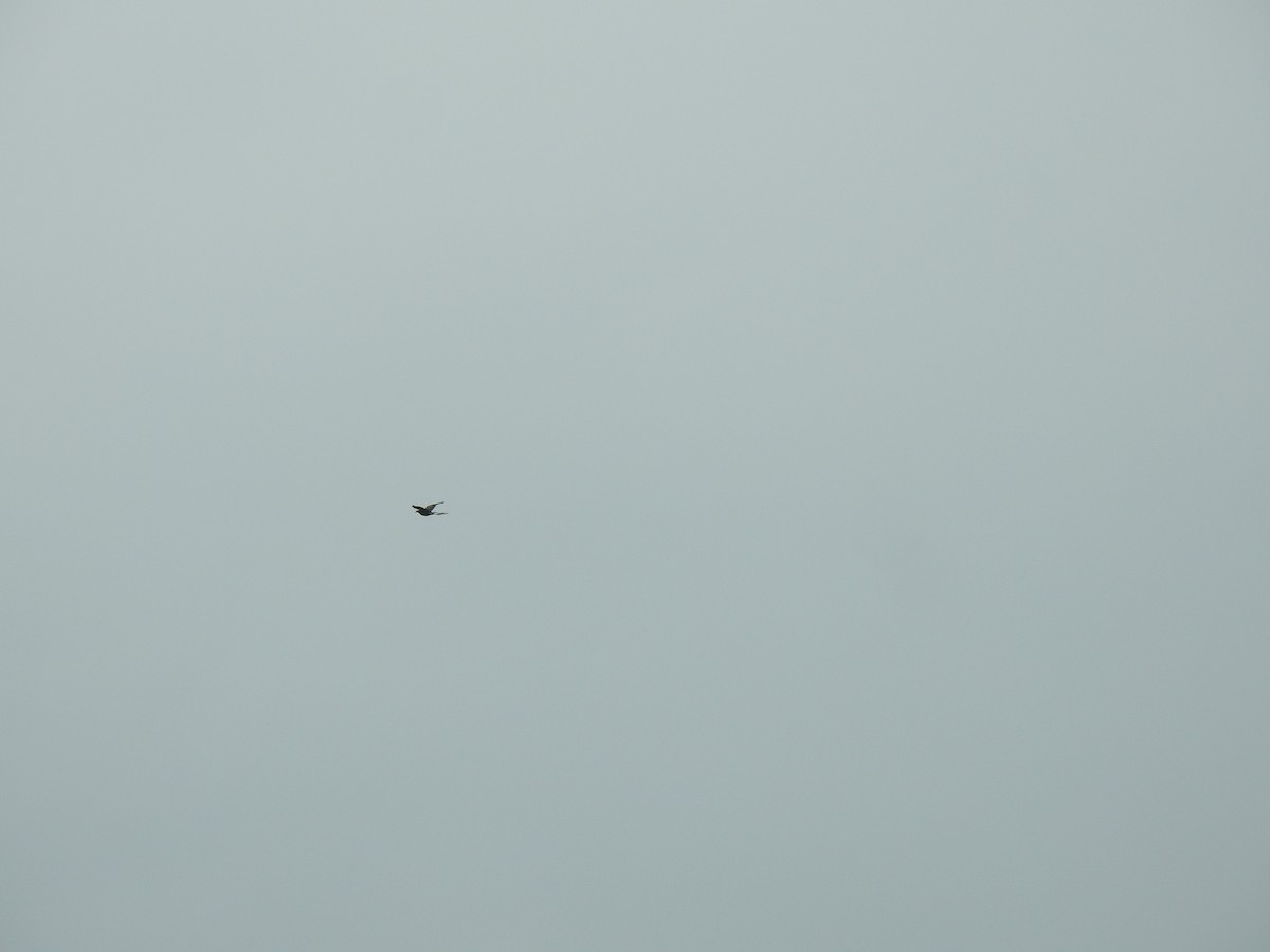 Bronze-winged Jacana - ML642588339