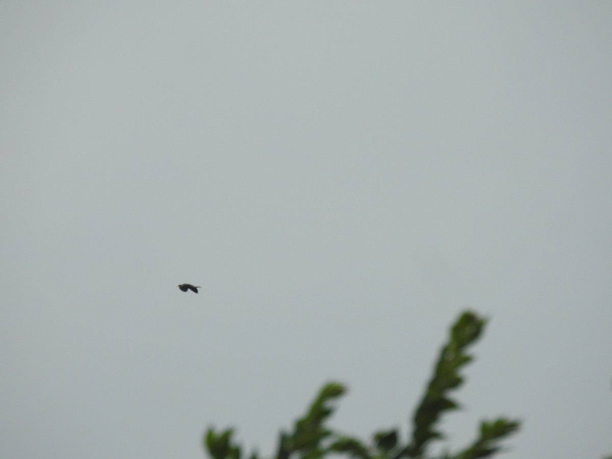 Bronze-winged Jacana - ML642588340