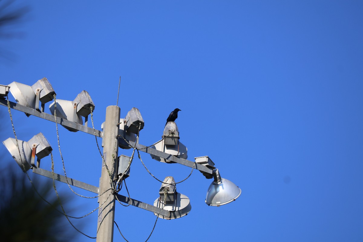 Fish Crow - ML642588366