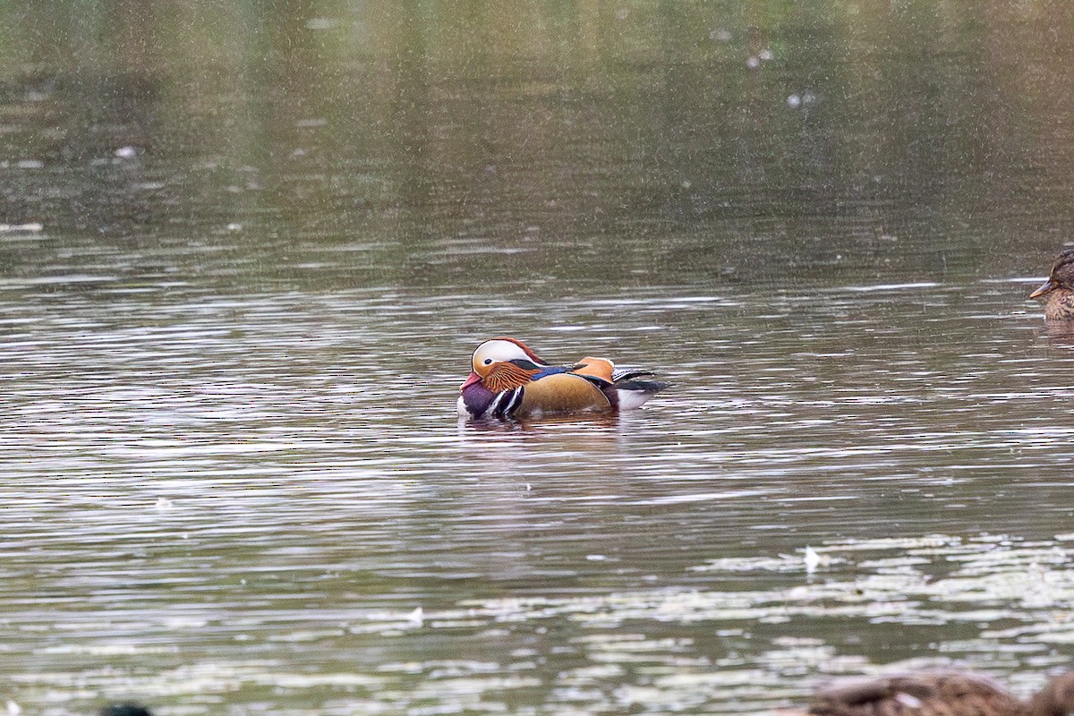 鴛鴦 - ML642588419