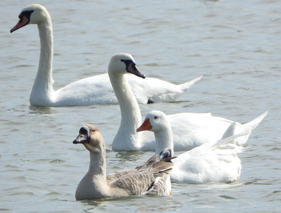 Swan Goose (Domestic type) - ML642588438