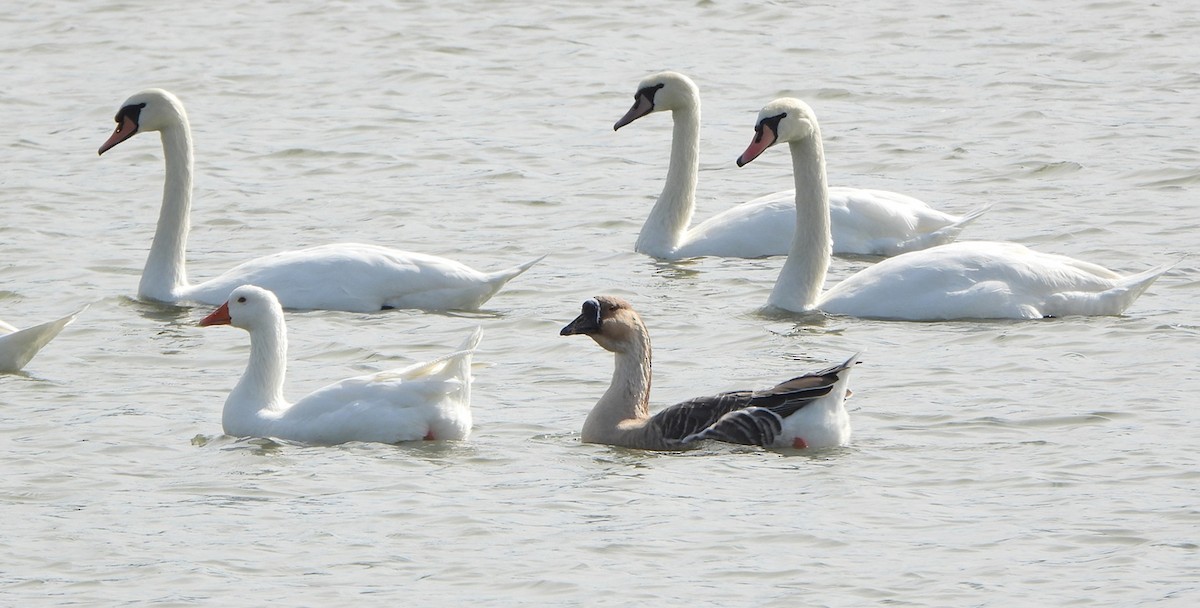 Swan Goose (Domestic type) - ML642588439