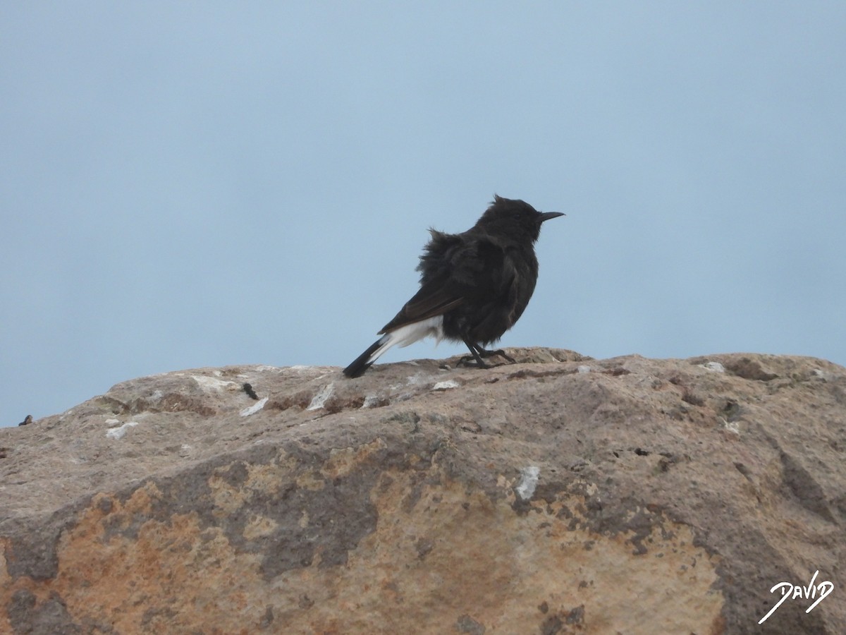 Monachella nera - ML642588462