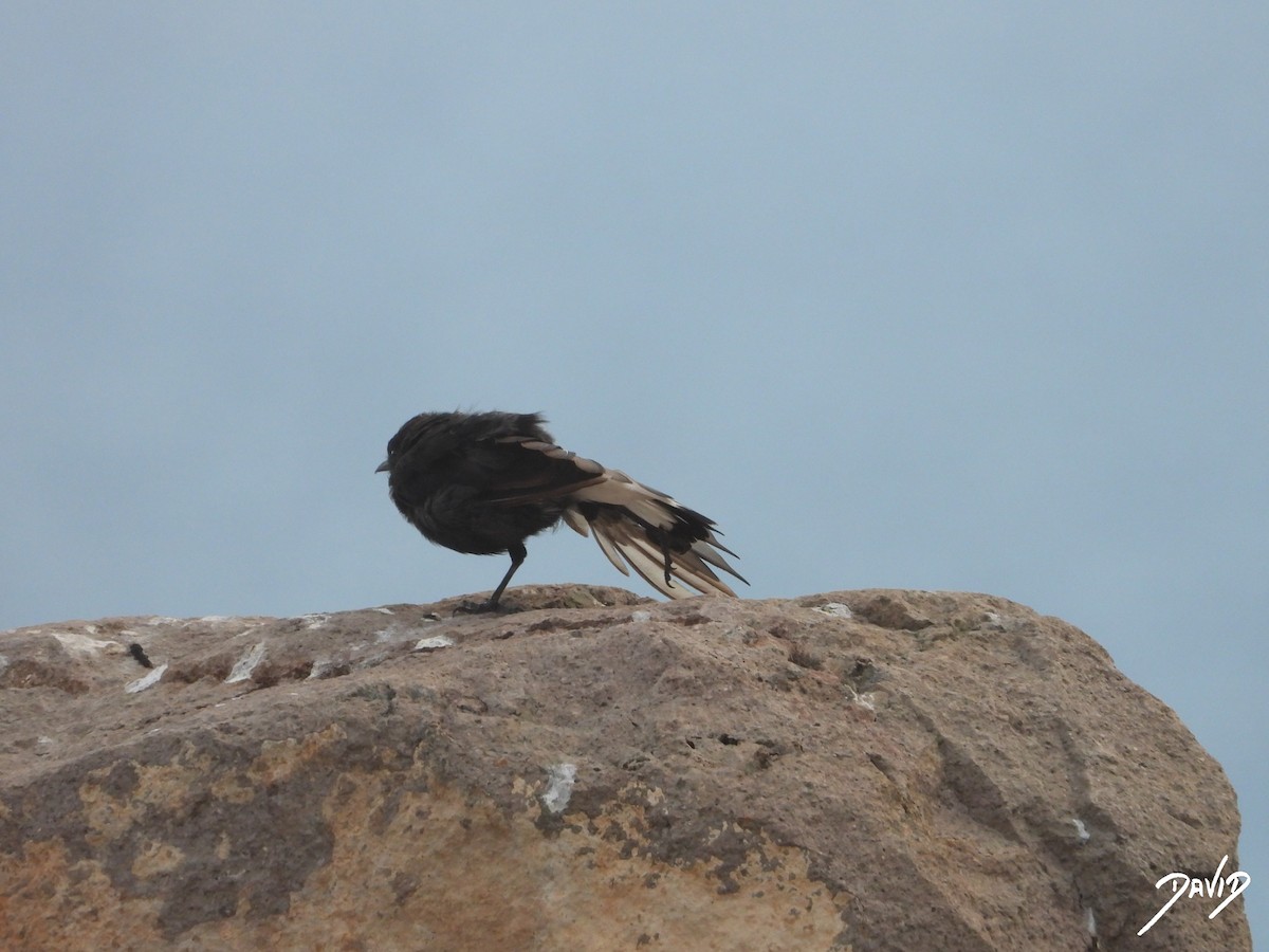 Monachella nera - ML642588463