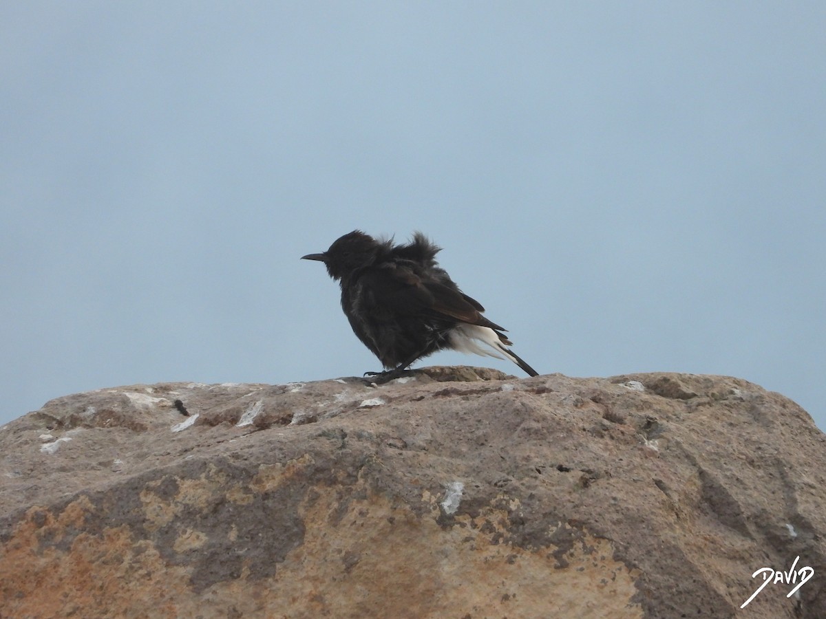 Monachella nera - ML642588464