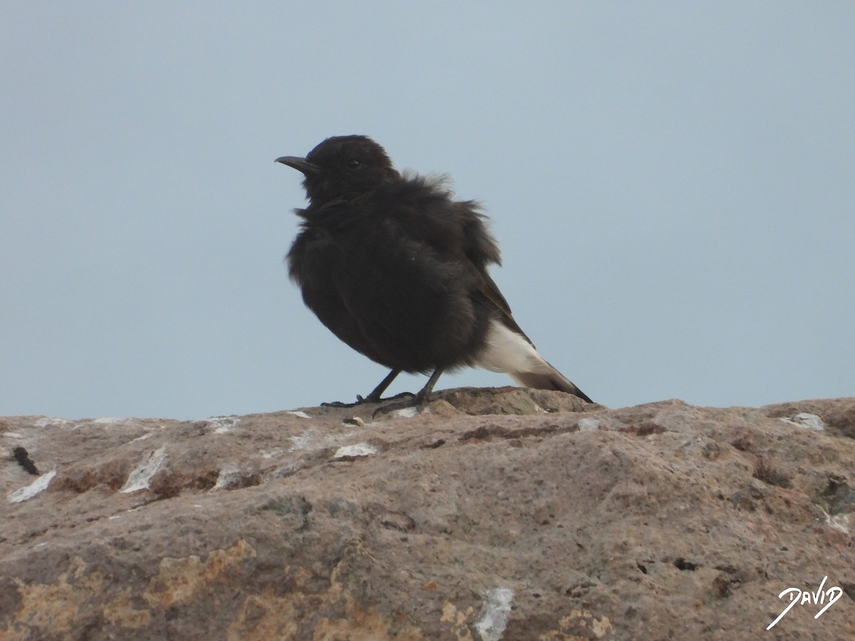 Monachella nera - ML642588465