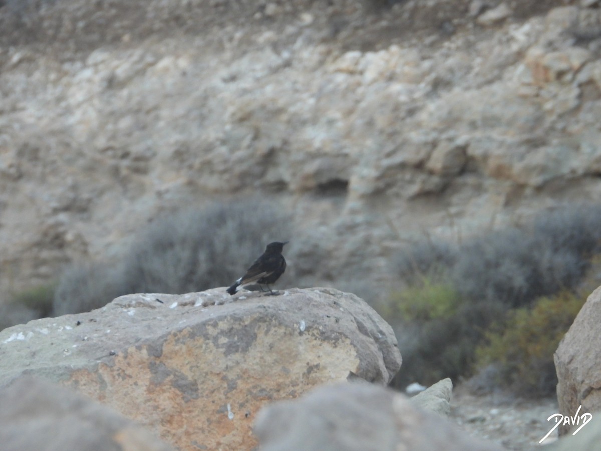 Monachella nera - ML642588472