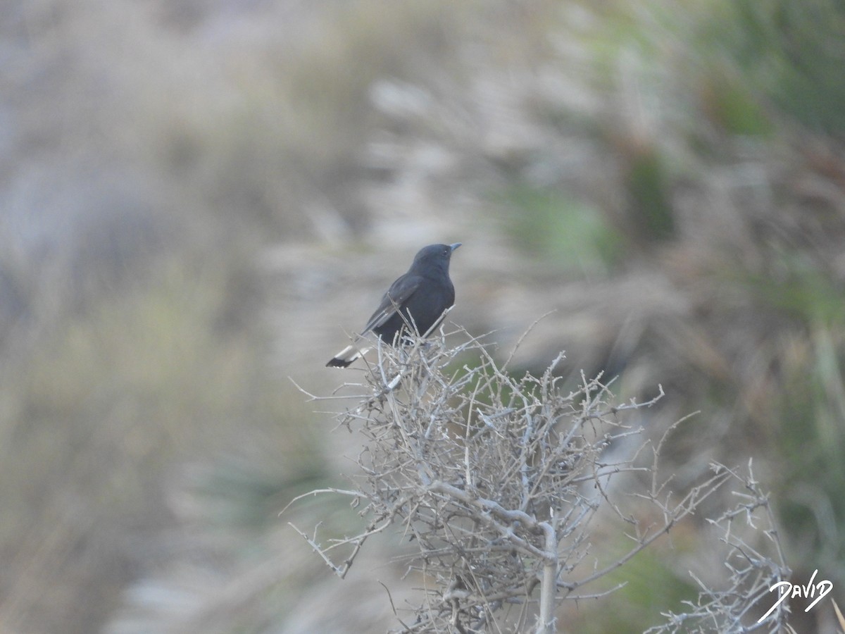 Monachella nera - ML642588473