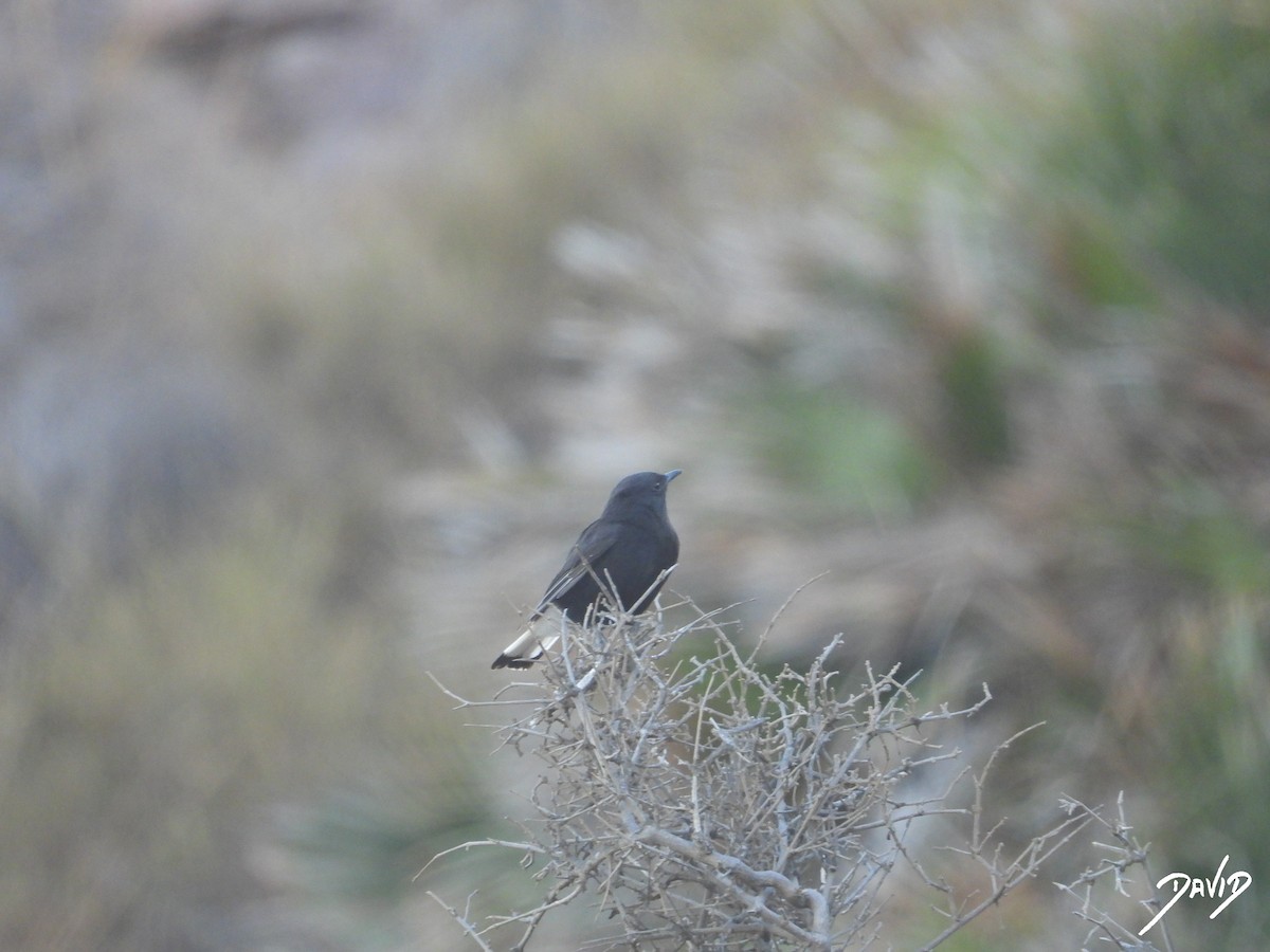Monachella nera - ML642588474