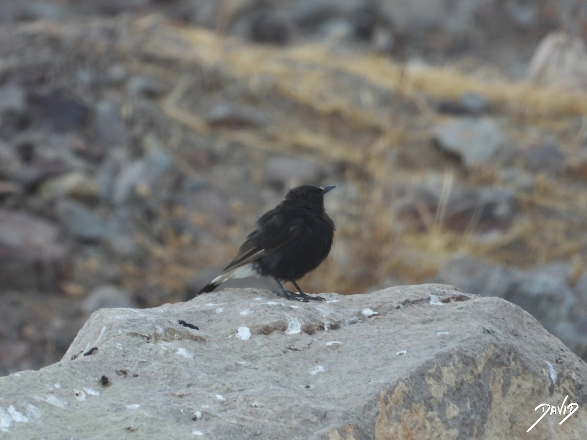 Monachella nera - ML642588476