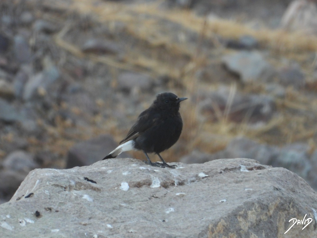 Monachella nera - ML642588478