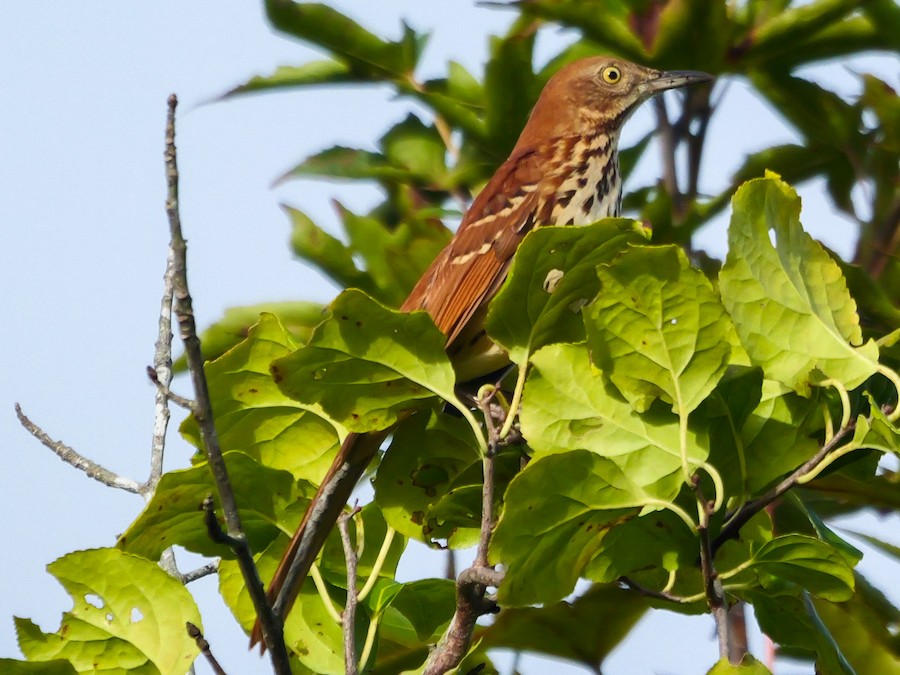 Brown Thrasher - Roger Horn