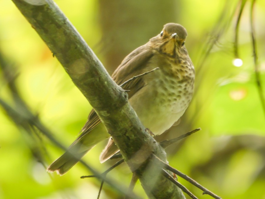 Swainson's Thrush - Roger Horn