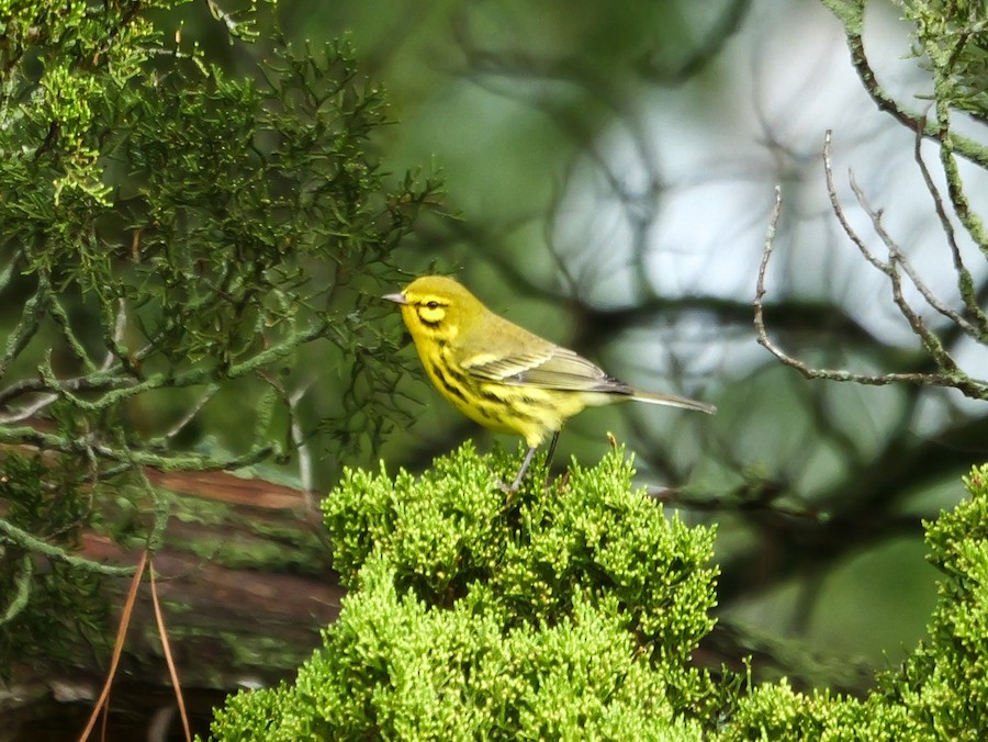 Prairie Warbler - Roger Horn