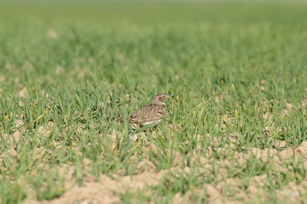 Calandra Lark - ML642588537