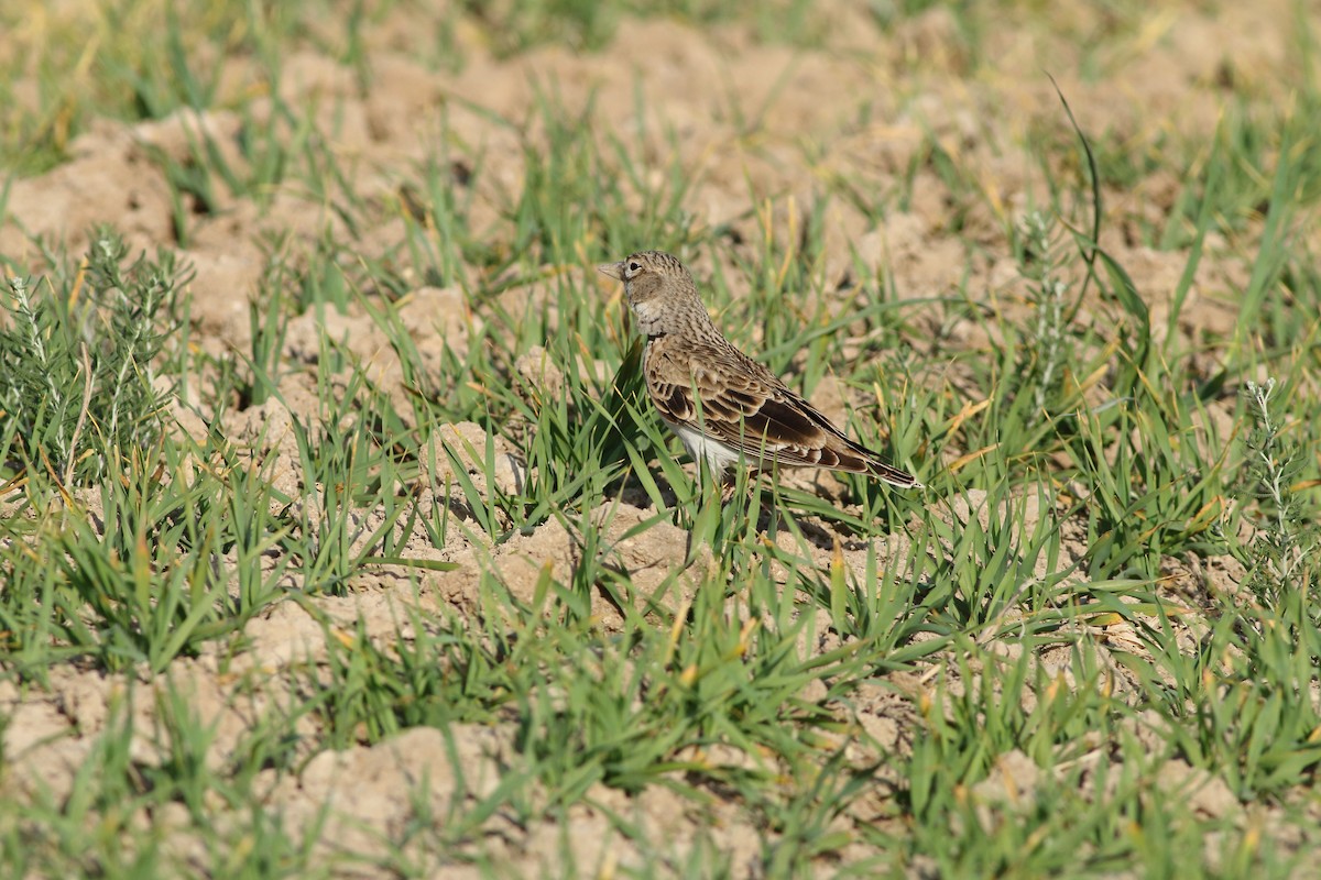 Calandra Lark - ML642588538