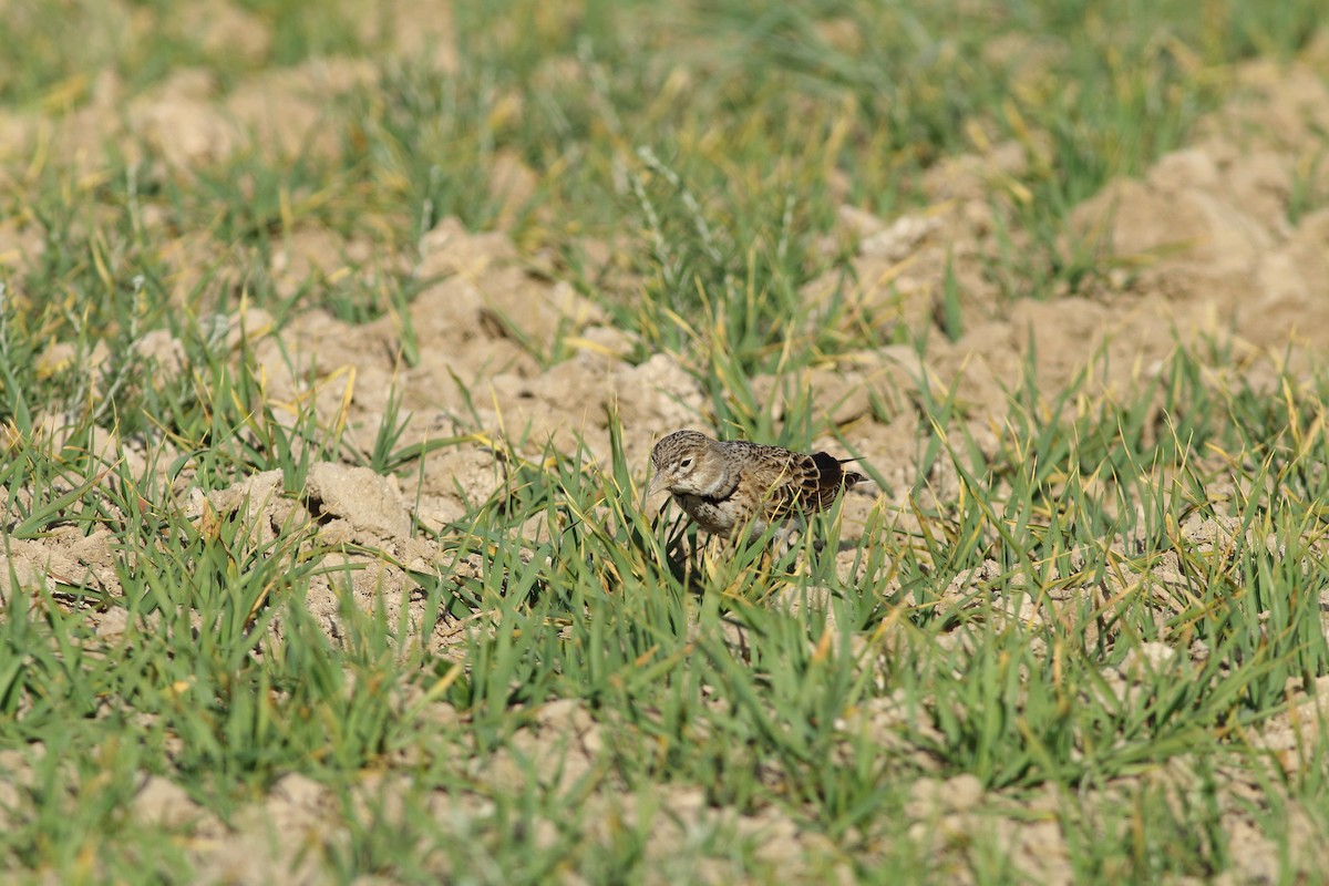 Calandra Lark - ML642588540