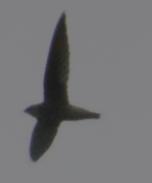 Vaux's Swift - ML642588557