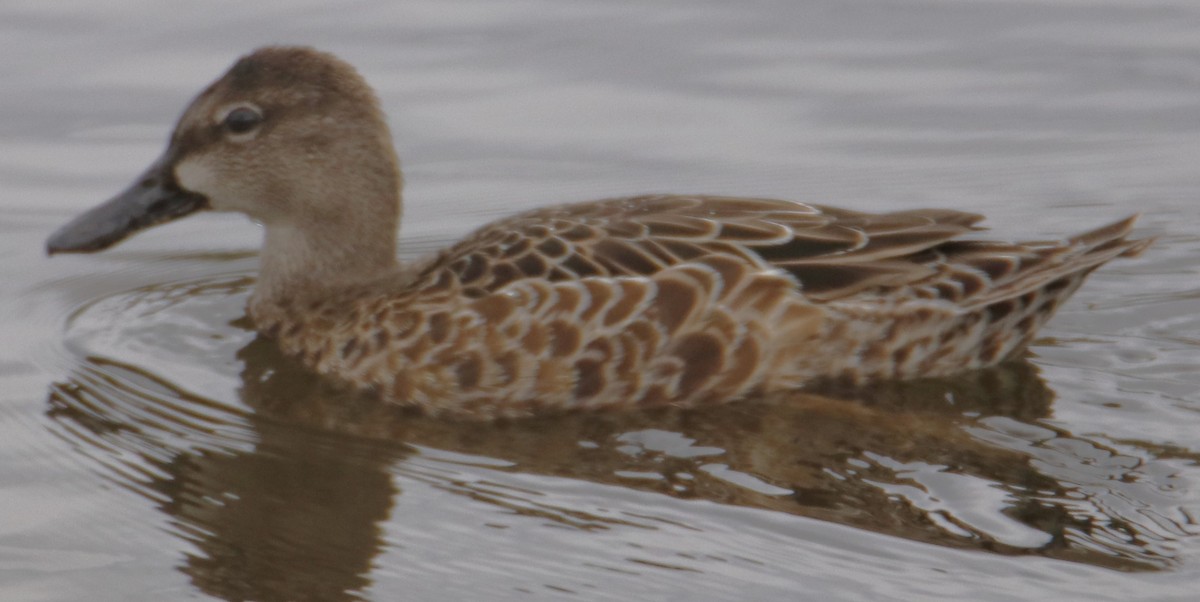 Blue-winged Teal - ML642588562