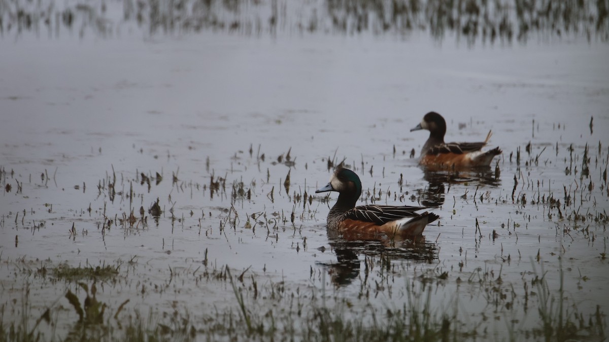 Chiloe Wigeon - ML642588567