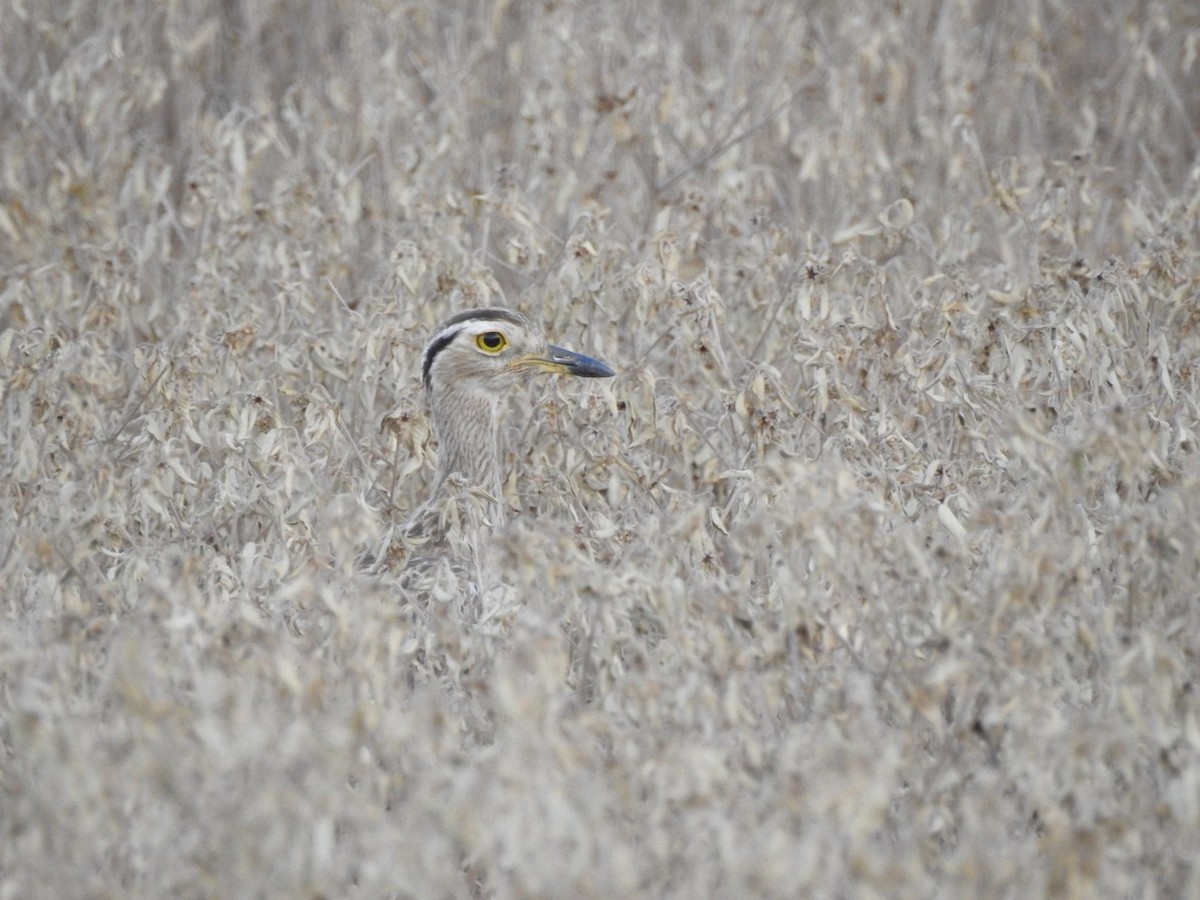 Double-striped Thick-knee - ML642588575