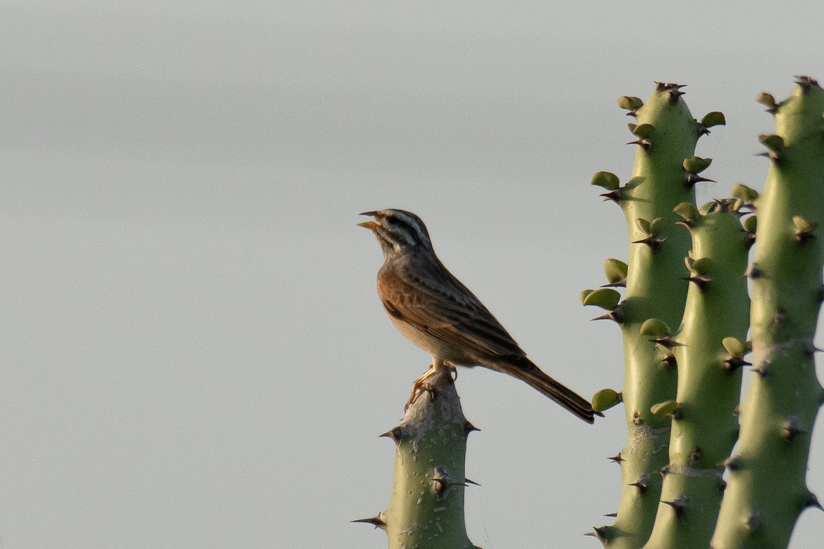 Striolated Bunting - ML642588581