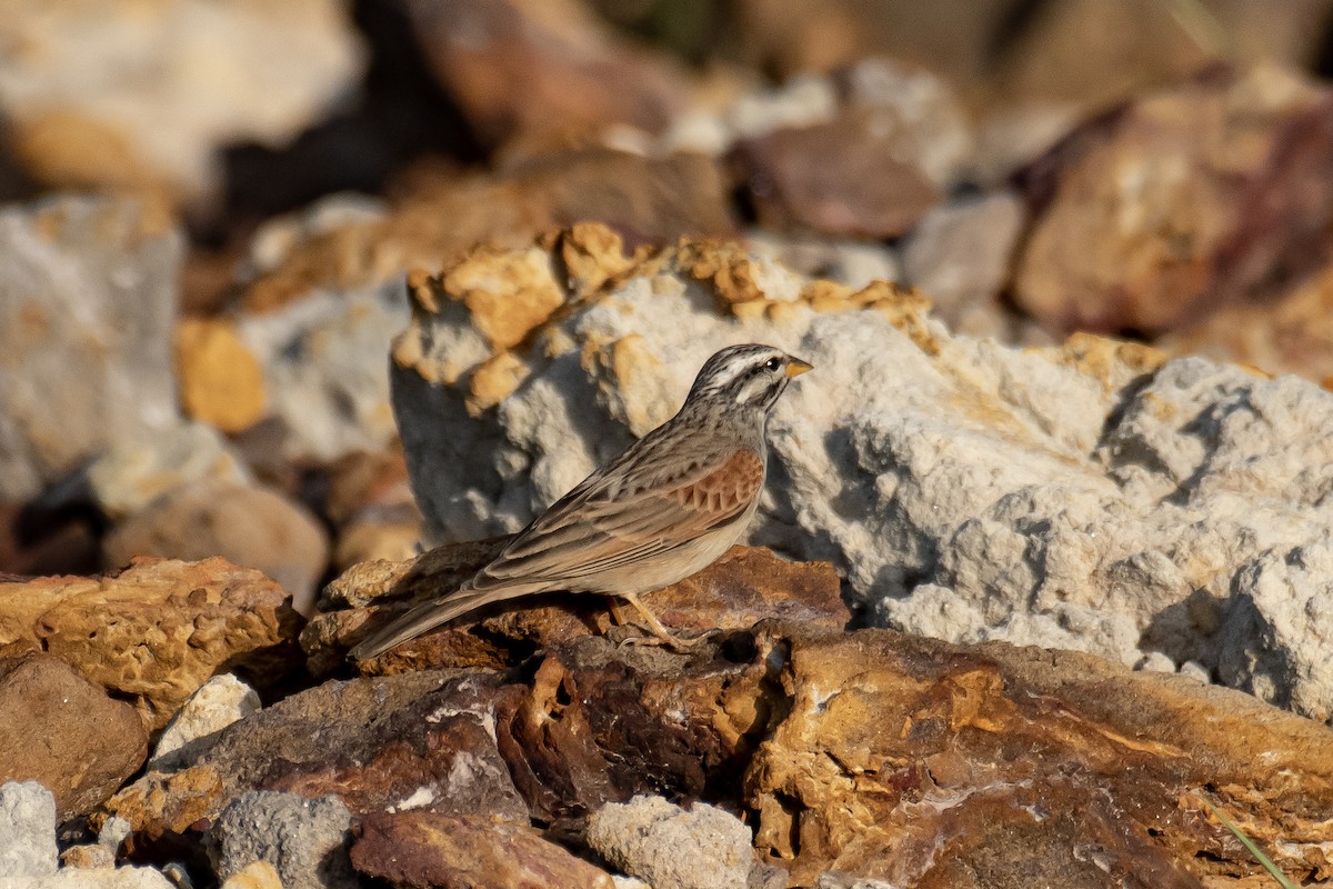 Striolated Bunting - ML642588583