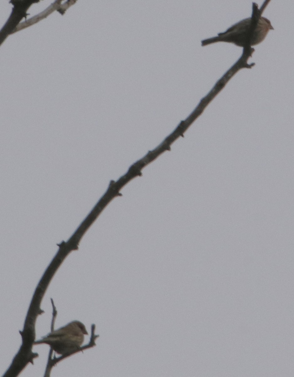 House Finch - ML642588612
