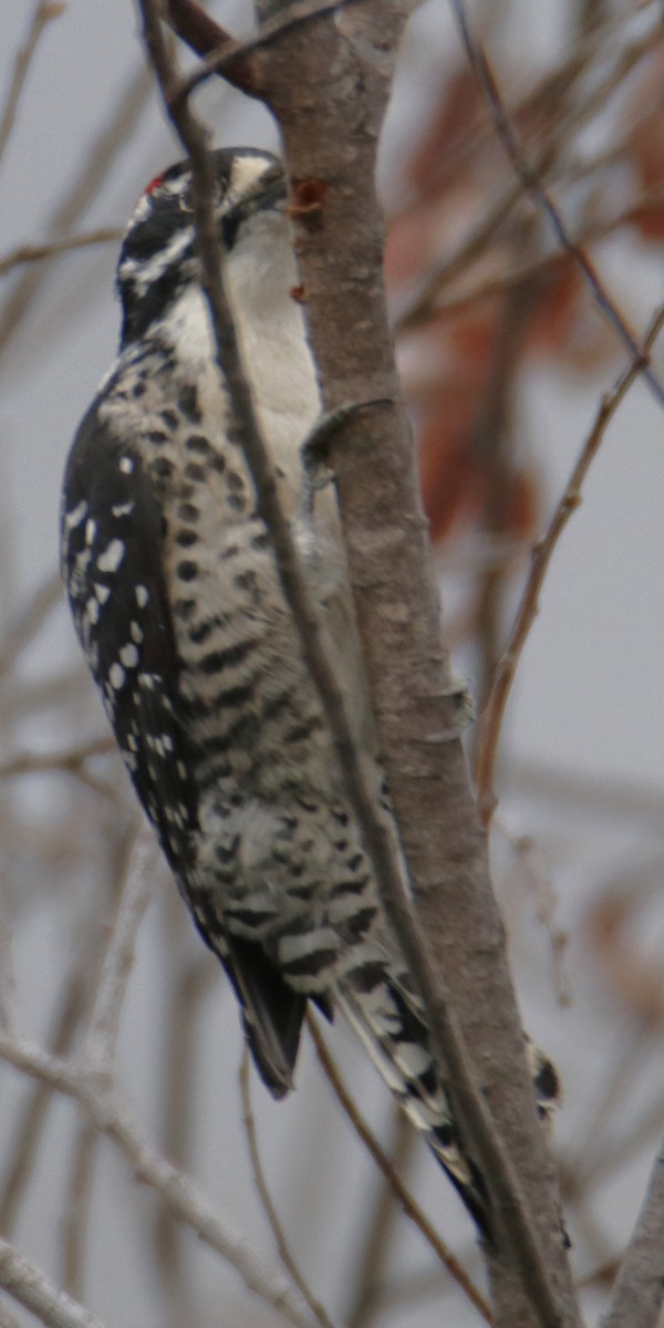 Nuttall's Woodpecker - ML642588613