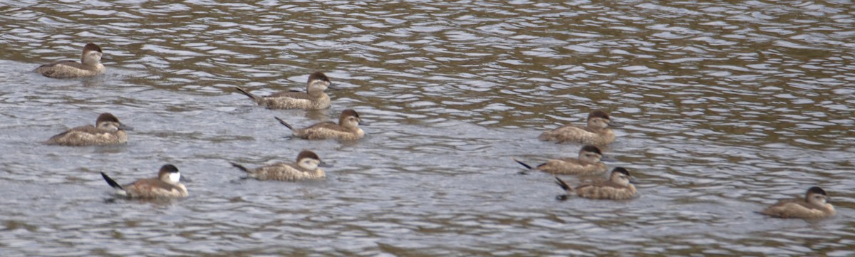 Ruddy Duck - ML642588614