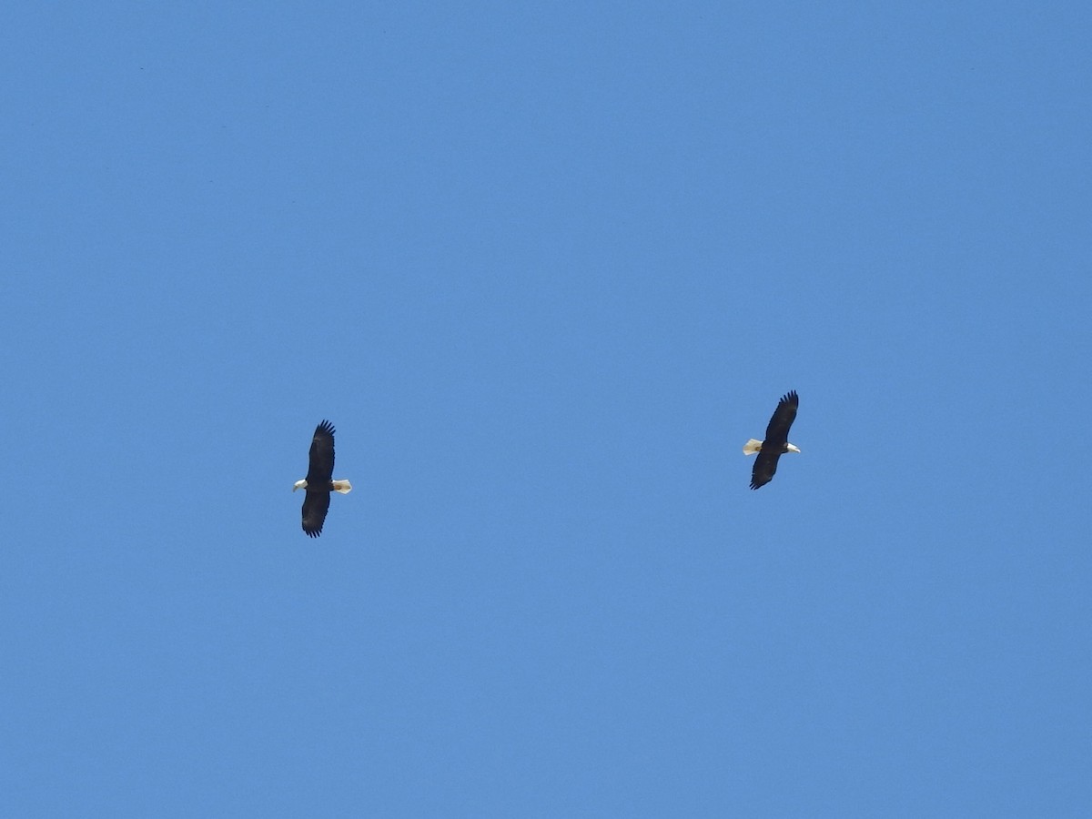 Bald Eagle - ML642588628