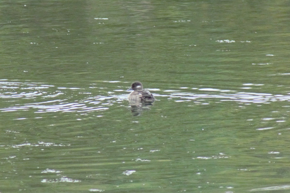 Bufflehead - ML642588635