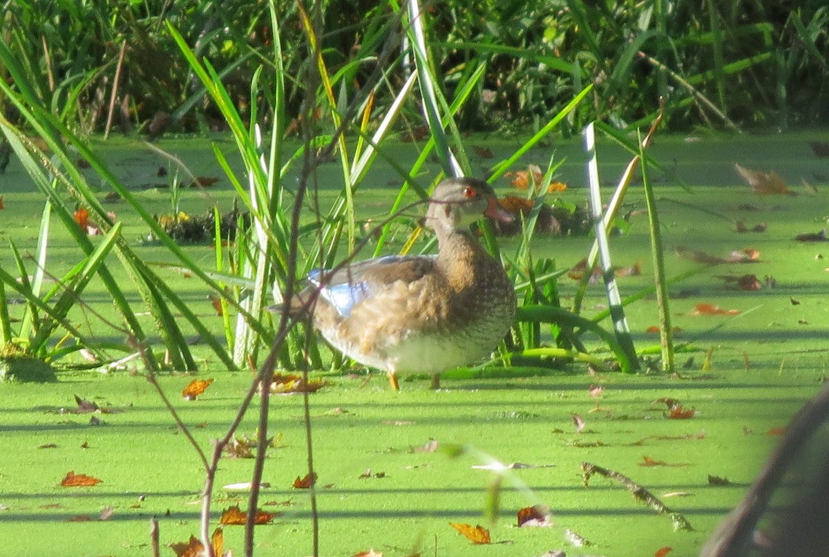 Wood Duck - ML642588636