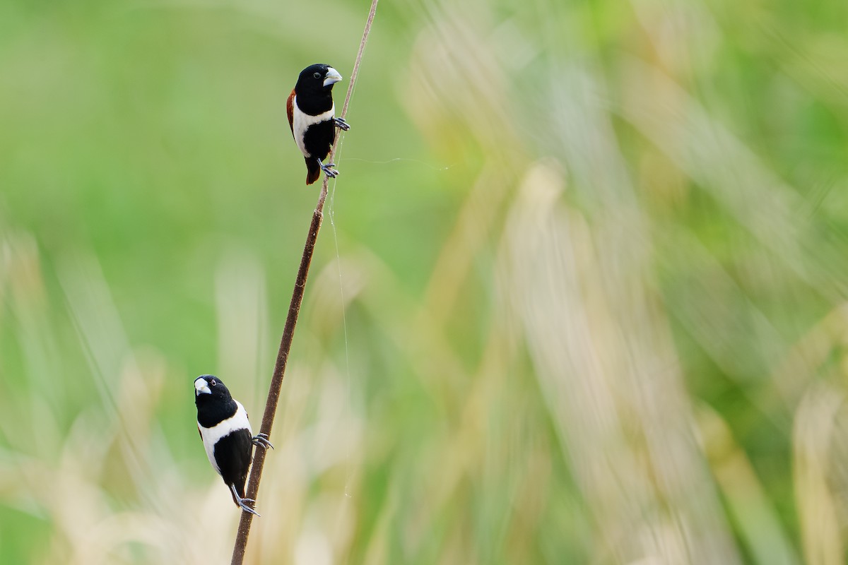 Tricolored Munia - ML642588637
