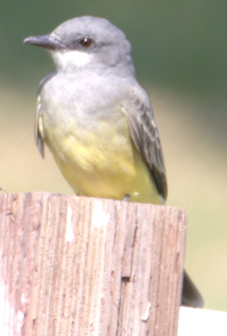 Cassin's Kingbird - ML642588644