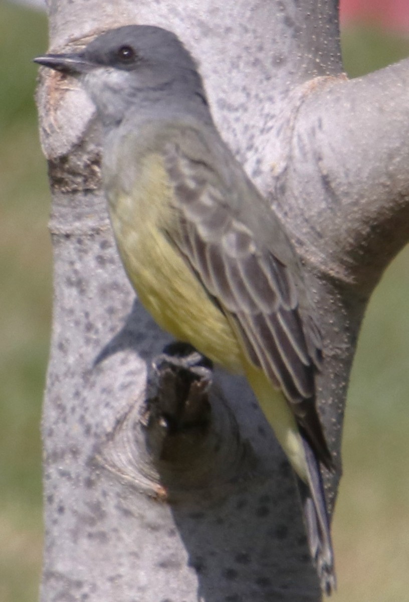 Cassin's Kingbird - ML642588645