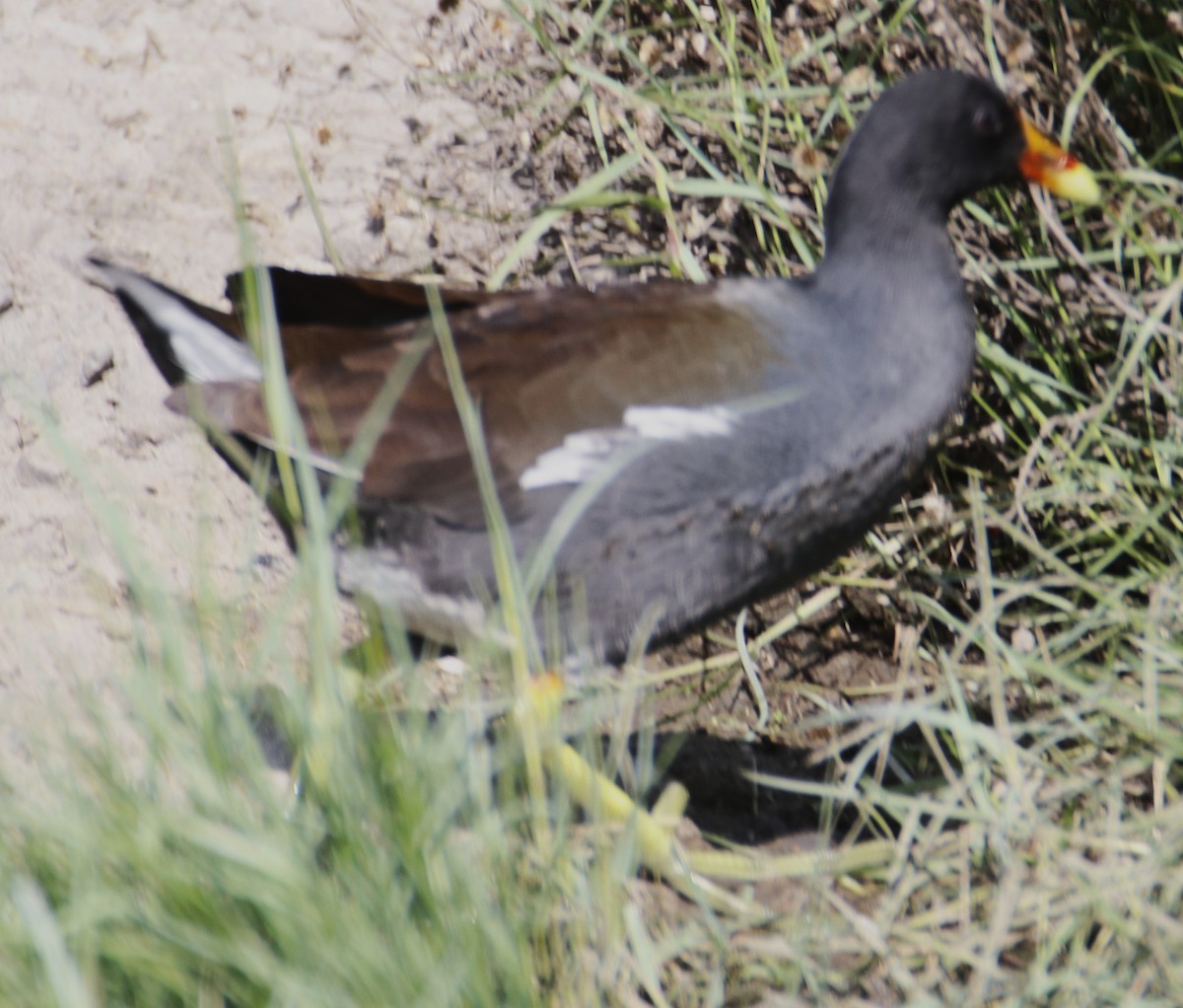 Common Gallinule - ML642588646