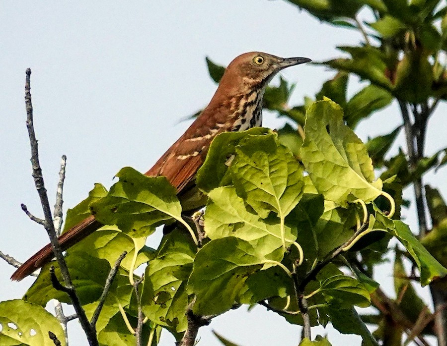 Brown Thrasher - Kathleen Horn