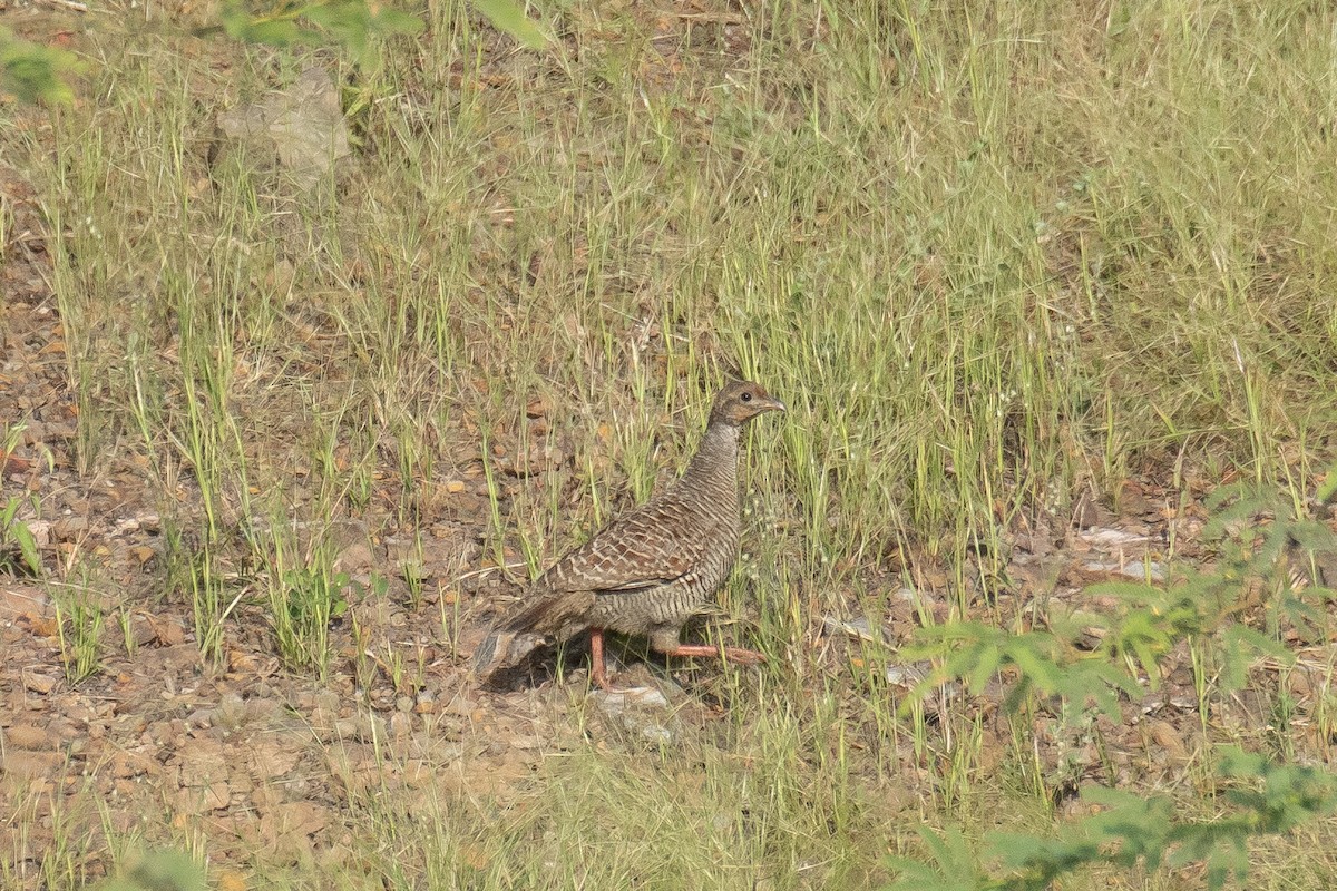 Francolin gris - ML642588677