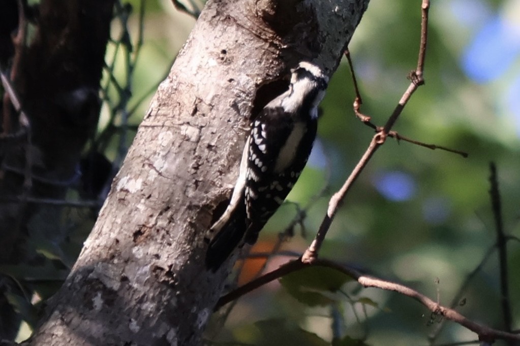 Downy Woodpecker - ML642588682