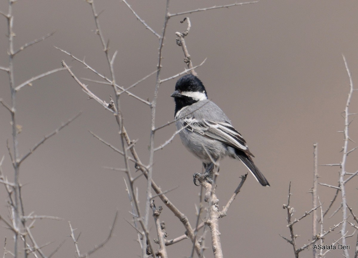Ashy Tit - ML642588685