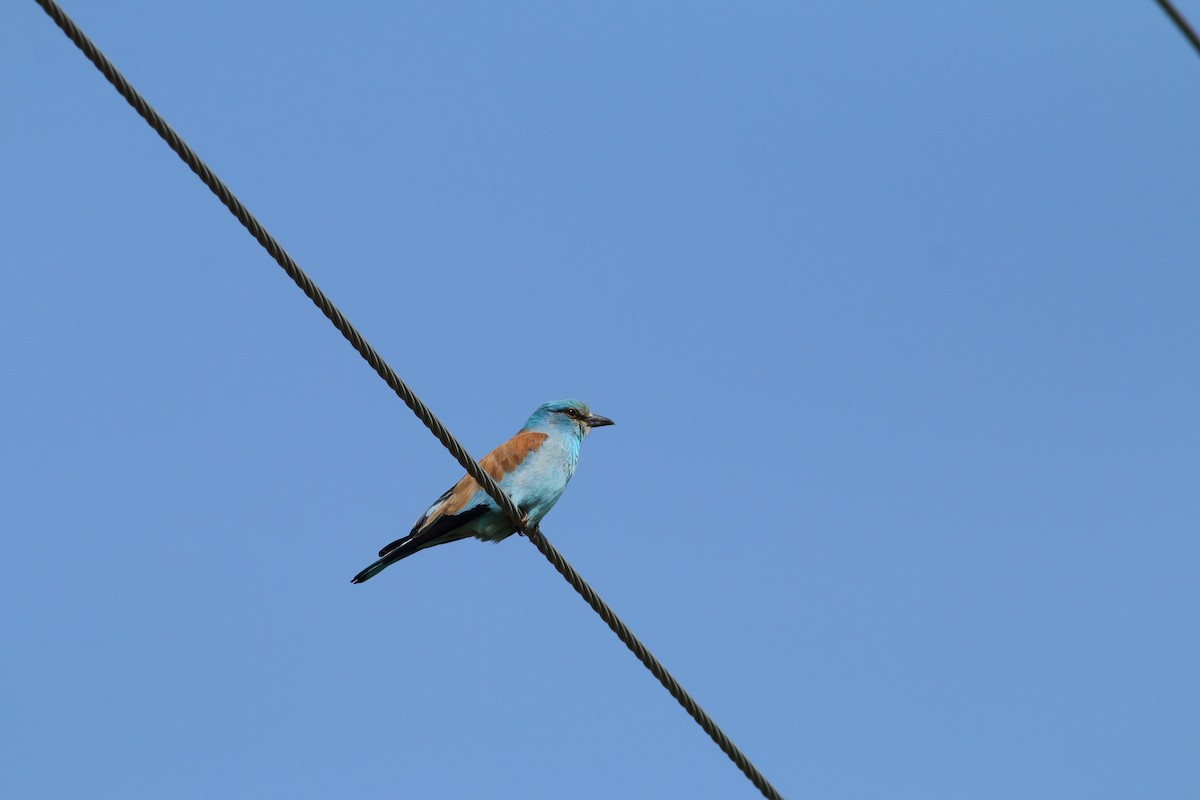 Өрнийн зүсэг - ML642588691