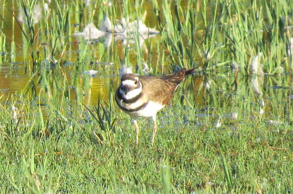 Killdeer - ML642588706