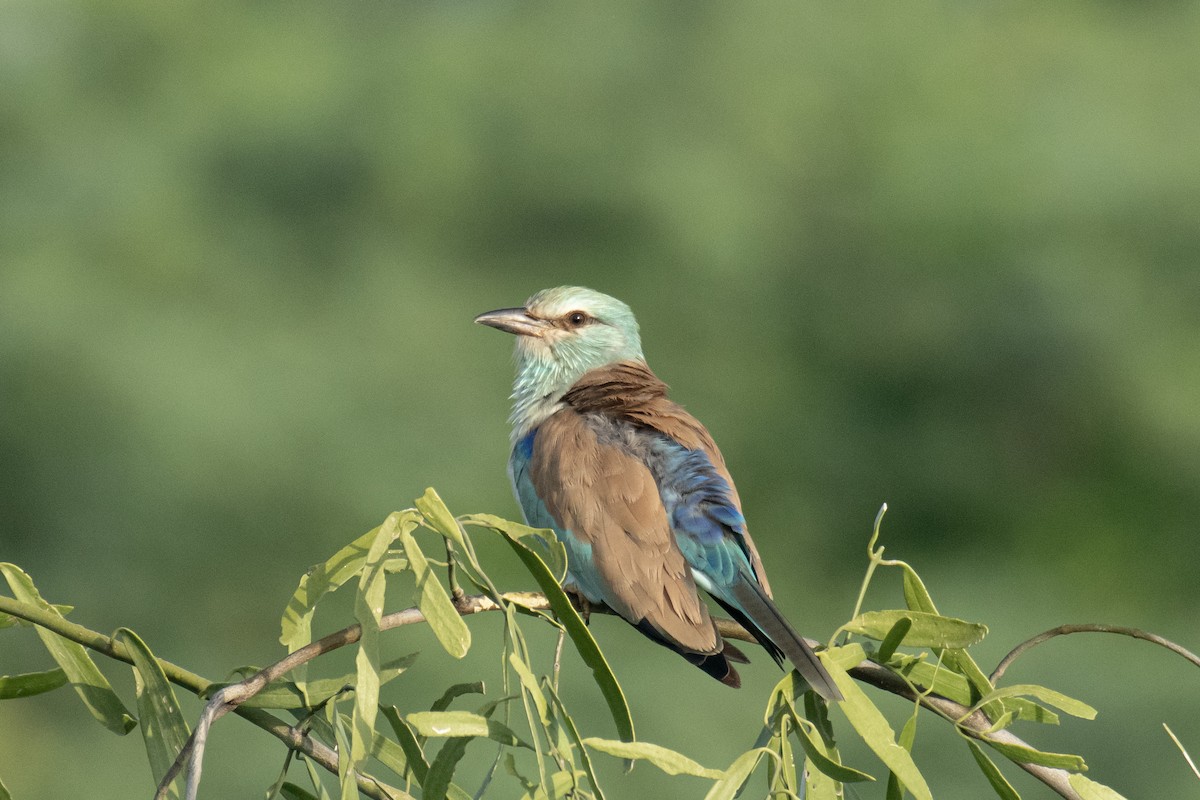Өрнийн зүсэг - ML642588715