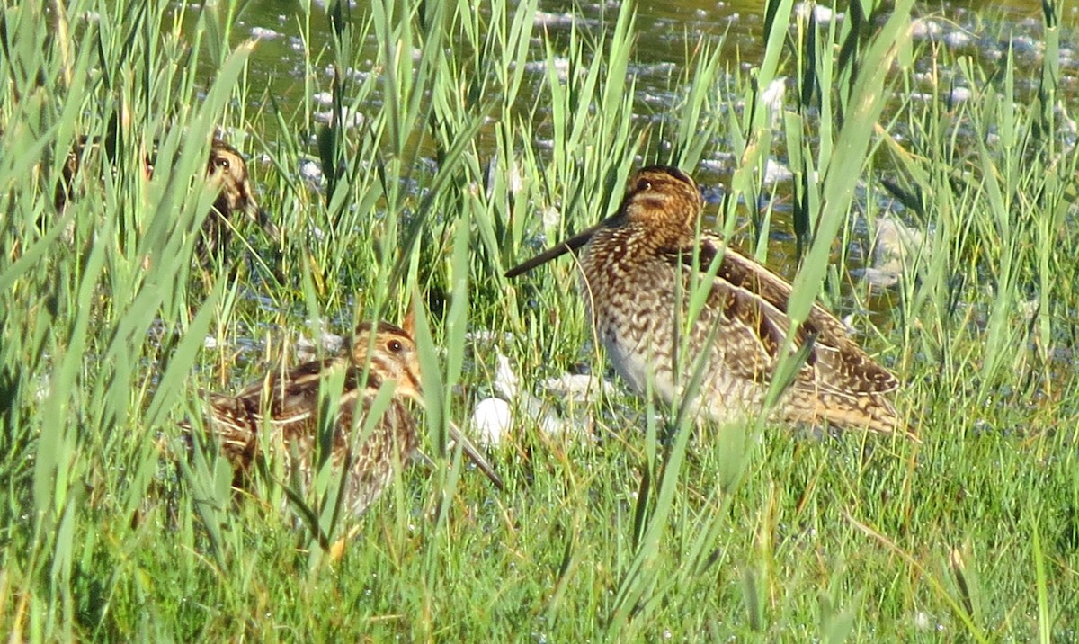 Wilson's Snipe - ML642588733