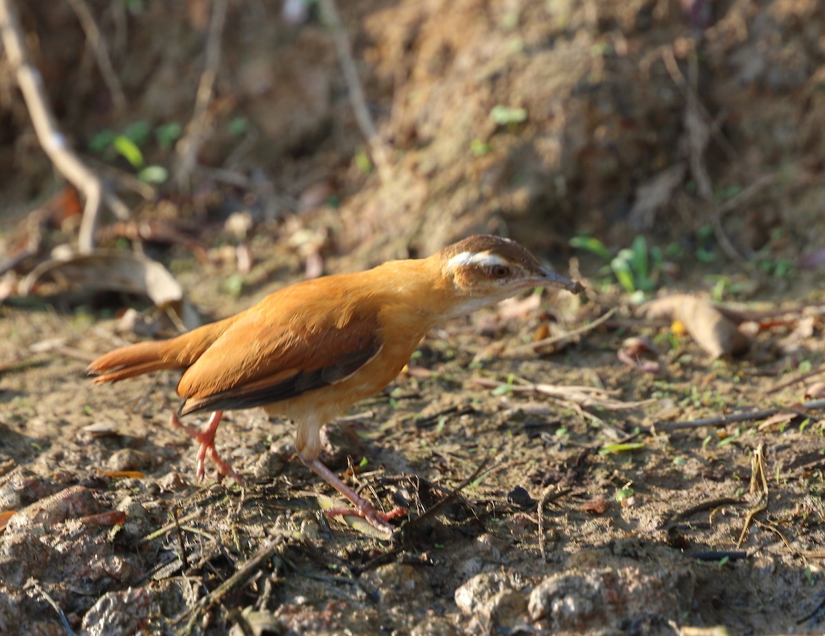 Pale-legged Hornero - ML642588761