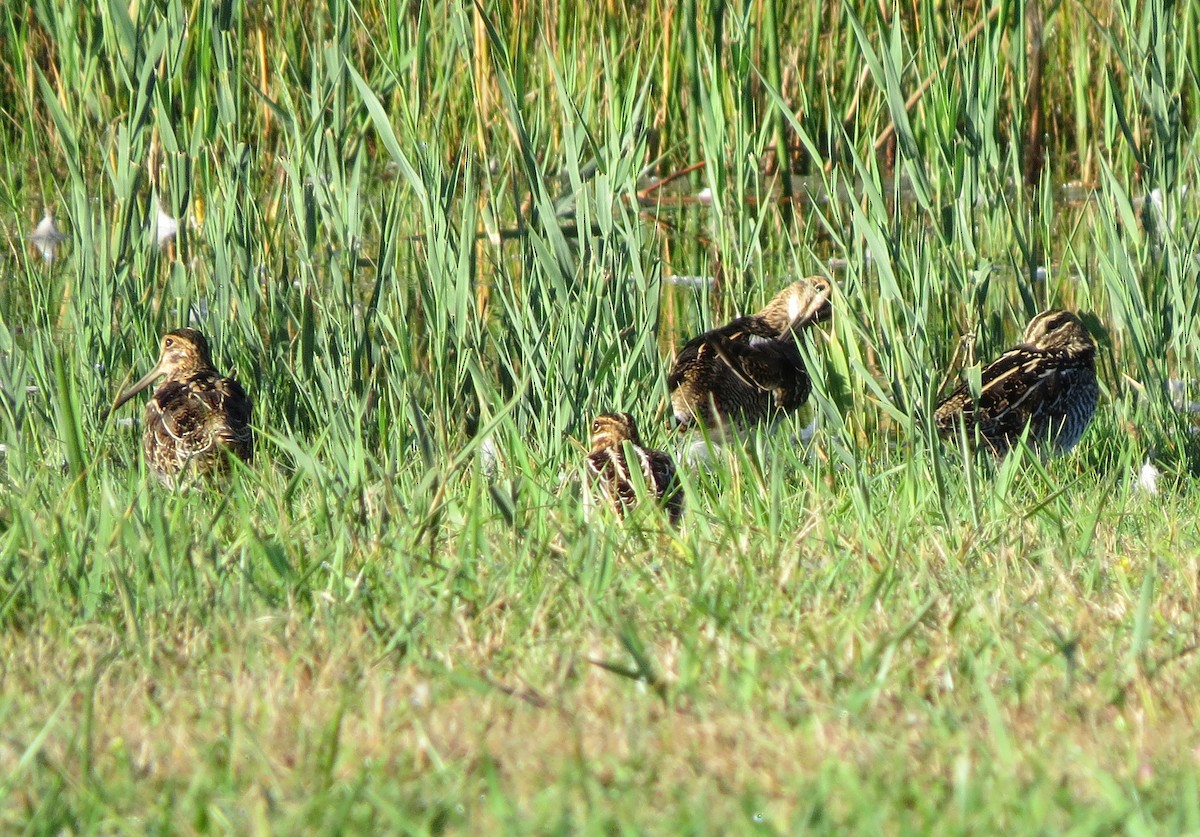 Wilson's Snipe - ML642588763