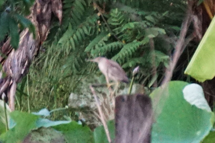 Yellow Bittern - ML642588773
